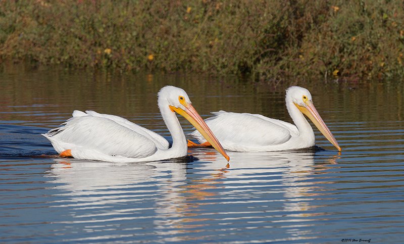 _5SB5242 american white pelicans.jpg
